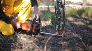 Leaf Removal in Morton, WA