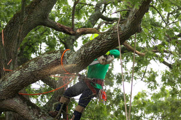 How Our Tree Care Process Works  in  Morton, WA