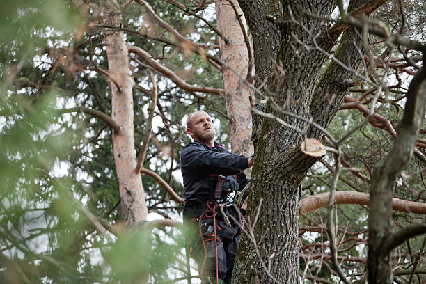 Best Storm Damage Tree Cleanup  in Morton, WA