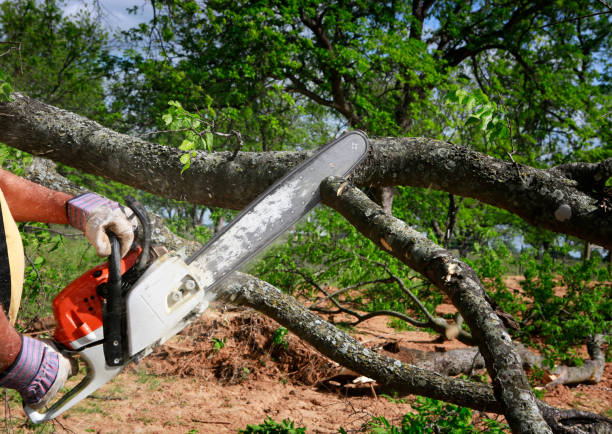 Best Tree and Shrub Care  in Morton, WA